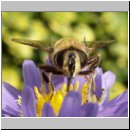 Eristalis tenax - Scheinbienen-Keilfleckschwebfliege w08.jpg